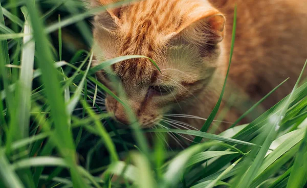 Retrato Gato Jengibre Encantador Esponjoso Sentado Sobre Hierba Verde Jardín —  Fotos de Stock