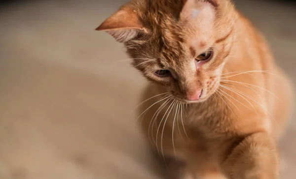 一只年轻的生姜肥猫在木地板上 — 图库照片