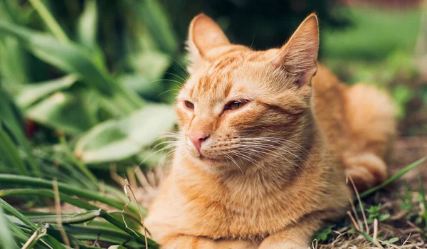 夏の庭の緑の草や植物には美しい赤オレンジ色の猫があります — ストック写真