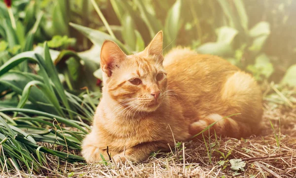 春の庭には緑の芝生の上に可愛いふわふわの生姜猫の肖像画が横たわっています — ストック写真
