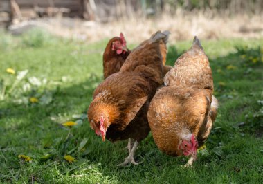 Doğadaki bir çiftlikte kırmızı tavuğu kapatıyoruz. Serbest atış çiftliğindeki tavuklar. Tavuklar çiftliğin bahçesinde yürürler. Kırsal yaşam kavramı. Tarım. Kırsal yaşam