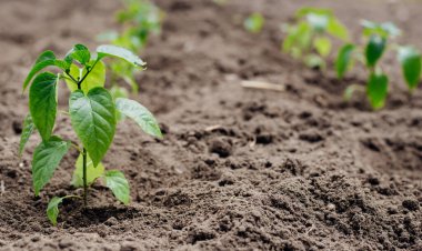Genç fidanlar ve dolmalık biberler. Topraktaki taze kırmızı biber filizlerinin yakın görüntüsü. Tarım ve sebze yetiştirme. Bahar, iyi bir kırmızı biber hasat etmeyi umuyor. Yeni biber çeşitlerinin tohumlarından güzel filizler yetişir..