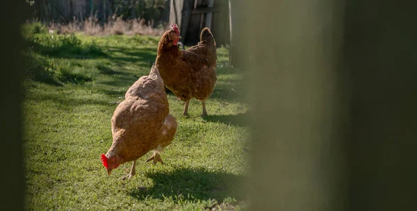 Close up of red chickens on a farm in nature. Hens in a free throw farm. Hens walk in the yard of the farm. The concept of rural life. Agriculture. Country life