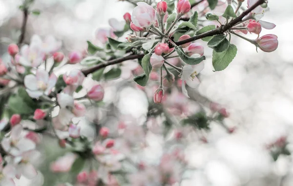 リンゴの木の花春の太陽と青い空の明るい光に照らされた明るい白い背景 — ストック写真