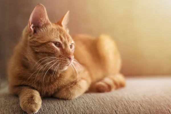 Симпатичная Красивая Смешная Имбирная Тэбби Кошка Лежит Диване Ярком Солнцезащитном — стоковое фото