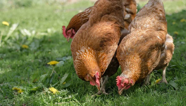 Doğadaki Bir Çiftlikte Kırmızı Tavuğu Kapatıyoruz Serbest Atış Çiftliğindeki Tavuklar — Stok fotoğraf