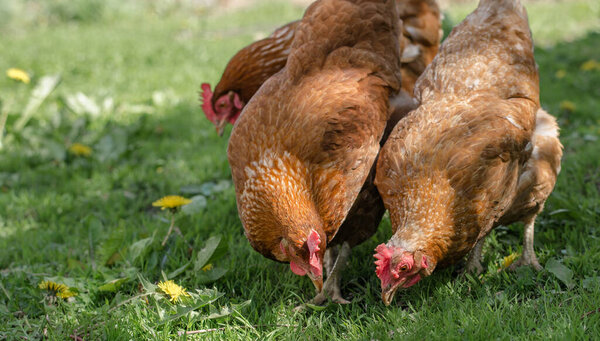 Close up of red chicken on a farm in nature. Hens in a free throw farm. Hens walk in the yard of the farm. The concept of rural life. Agriculture. Country life