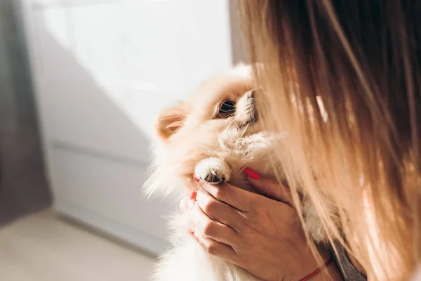 Girl Plays Her Dog Pomeranian Home Closeup Girl Makes Her — Stock Photo, Image