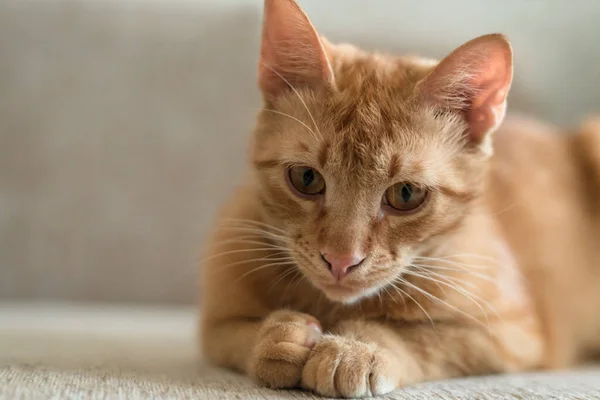 美丽有趣的姜饼猫躺在沙发上 宠物和家具保护的概念 — 图库照片