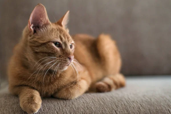 可爱有趣的生姜肥猫躺在沙发上 宠物和家庭舒适的概念 — 图库照片