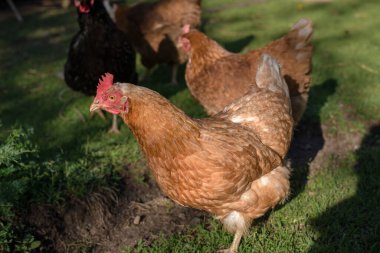 Doğadaki bir çiftlikte kırmızı tavuğu kapatıyoruz. Serbest atış çiftliğindeki tavuklar. Tavuklar çiftliğin bahçesinde yürürler. Kırsal yaşam kavramı. Tarım. Kırsal yaşam