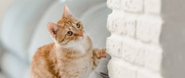 Geniş patili Ginger Hunter kedisi portresi