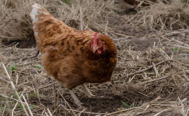 Doğadaki bir çiftlikte kırmızı tavuğu kapatıyoruz. Serbest atış çiftliğinde tavuk. Çiftliğin avlusunda yürü. Kırsal yaşam kavramı. Tarım. Kırsal yaşam