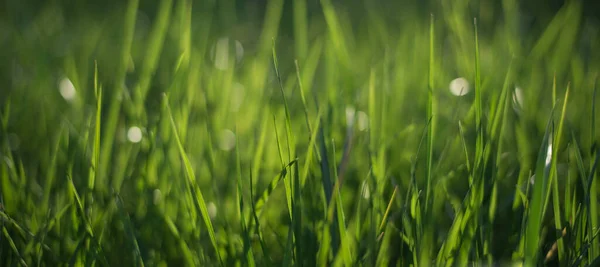 Streszczenie Naturalne Tła Zieloną Trawą Bokeh Piękna — Zdjęcie stockowe