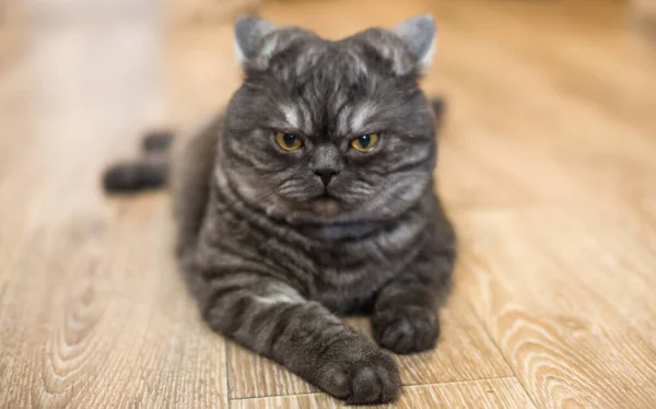 Velmi Krásná Britská Kočka Leží Podlaze Odpočívá Doma Koncept Domácích — Stock fotografie