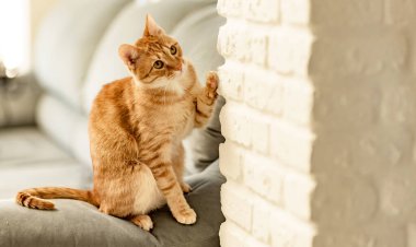 Kızıl bir tekir kedinin portresi Pençesini beyaz duvara kaldırıyor