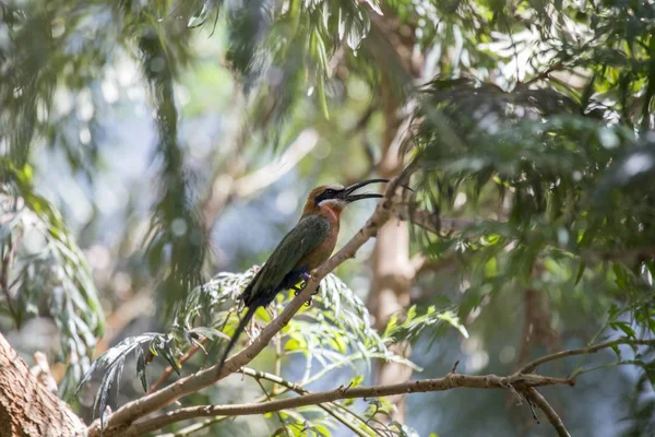 White Fronted Bee Eater Merops Bullockoides Spotted Outdoors — Stock Photo, Image