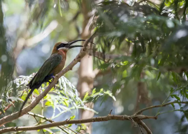 White Fronted Bee Eater Merops Bullockoides Spotted Outdoors — Stock Photo, Image