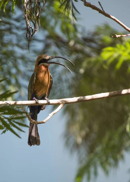 Weißstirn Bienenfresser Merops Bullockoides Freien Gesichtet — Stockfoto