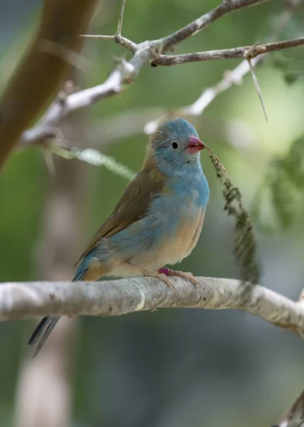 Blue Capped Cordon Blue Uraeginthus Cyanocephalus Spotted Outdoors — Stock Photo, Image