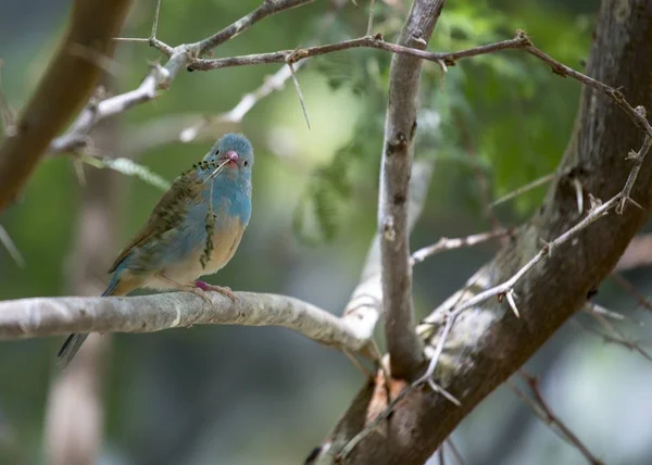 Blue Capped Cordon Blue Uraeginthus Cyanocephalus Spotted Outdoors — Stock Photo, Image