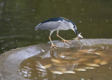 Siyah taç gece balıkçılı (Nycticorax nycticorax) açık havada benekli