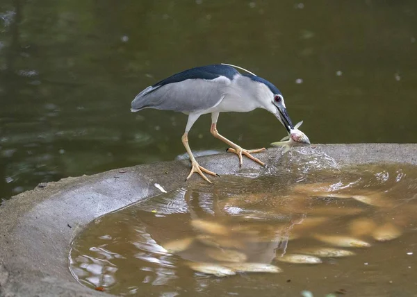 Black Crowned Night Heron Nycticorax Nycticorax Spotted Outdoors — Stock Photo, Image