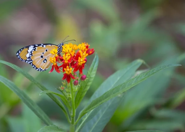 Chrysippos Motyl Młody Spotted Zewnątrz — Zdjęcie stockowe