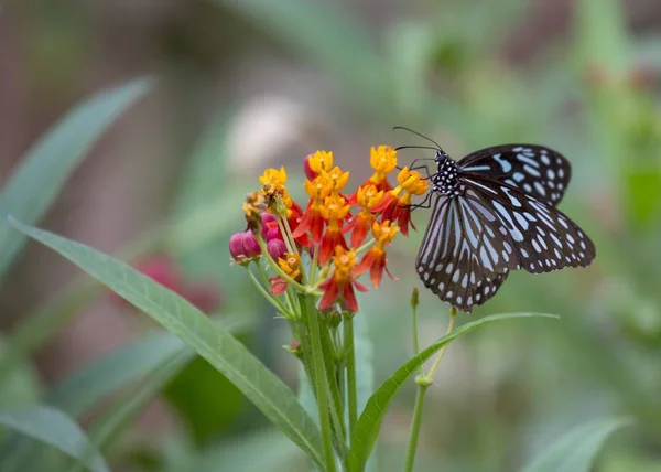 Papilio Demoleus Vlinder Gespot Buiten — Stockfoto