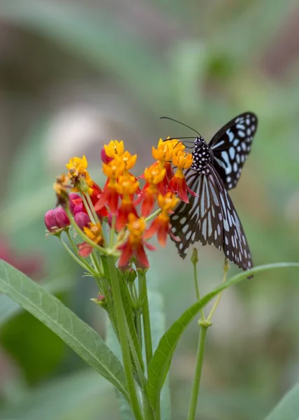 Papilio Demoleus Motyl Zauważył Zewnątrz — Zdjęcie stockowe