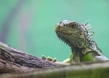 Açık havada yeşil Iguana (Iguana iguana) benekli