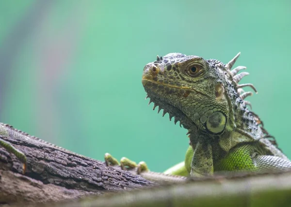 Iguana Verde Iguana Iguana Manchado Livre — Fotografia de Stock