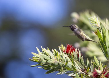 Anna'nın sinek kuşu (Calypte anna) açık havada San Francisco'da benekli