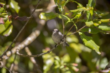 Amerikan Bushtit (Psaltriparus minimus) açık havada benekli