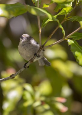 Amerikan Bushtit (Psaltriparus minimus) açık havada benekli