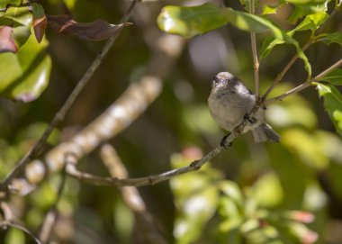 Amerikan Bushtit (Psaltriparus minimus) açık havada benekli