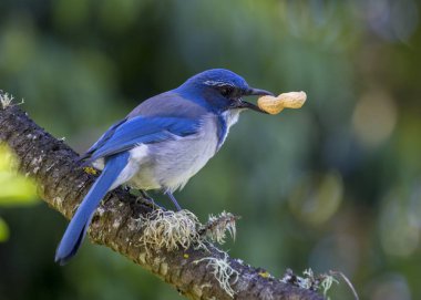 California Maki jay (Aphelocoma californica) açık havada benekli