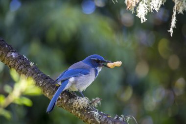 California Maki jay (Aphelocoma californica) açık havada benekli