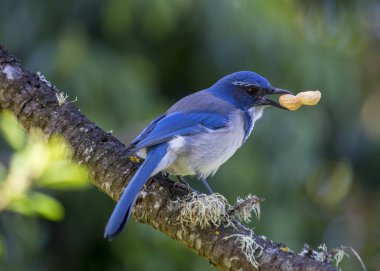 California Maki jay (Aphelocoma californica) açık havada benekli
