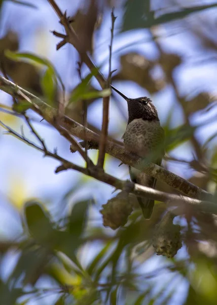 Annas Hummingbird Calypte Anna Fläckig Utomhus San Francisco — Stockfoto