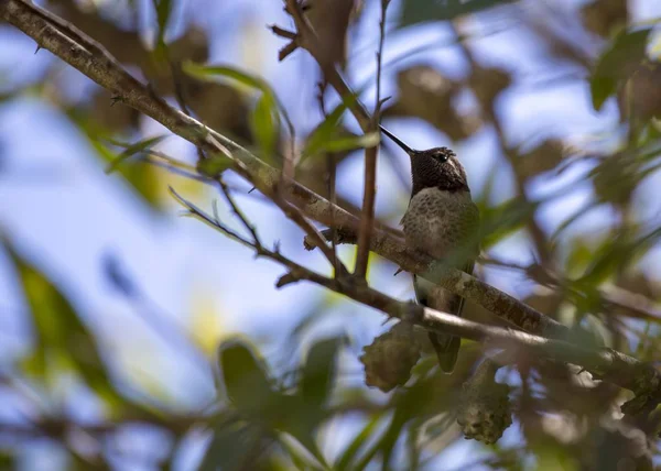 Anna Hummingbird Calypte Anna Spotted Outdoors San Francisco — Stock Photo, Image