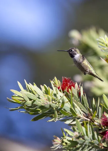 Koliber Anny Avibase Nanosi Się Zewnątrz San Francisco — Zdjęcie stockowe