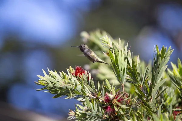 Anna Hummingbird Calypte Anna Spotted Outdoors San Francisco — Stock Photo, Image