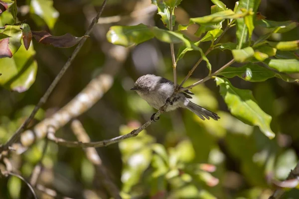 American Bushtit Psaltriparus Minimus Spotted Outdoors — Stock Photo, Image