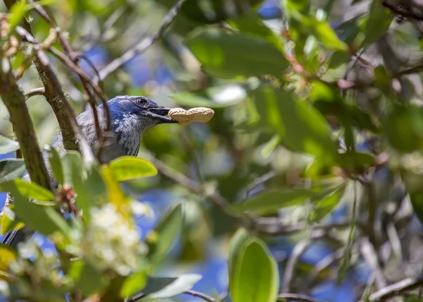 Kalifornischer Eichelhäher Aphelocoma Californica Freien Gesichtet — Stockfoto