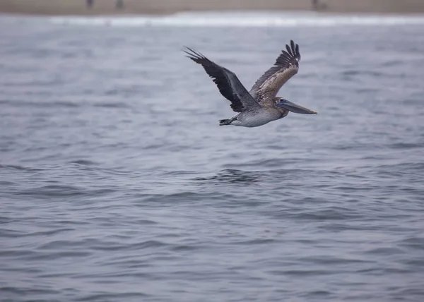 Pelícano Blanco Americano Pelecanus Erythrorhynchos Visto San Francisco California — Foto de Stock