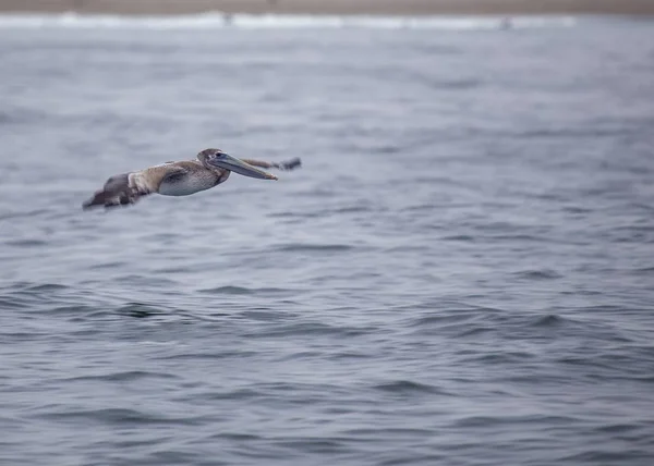 Αμερικανική Πελεκάνος Λευκό Pelecanus Erythrorhynchos Εντόπισε Στο Σαν Φρανσίσκο Καλιφόρνια — Φωτογραφία Αρχείου