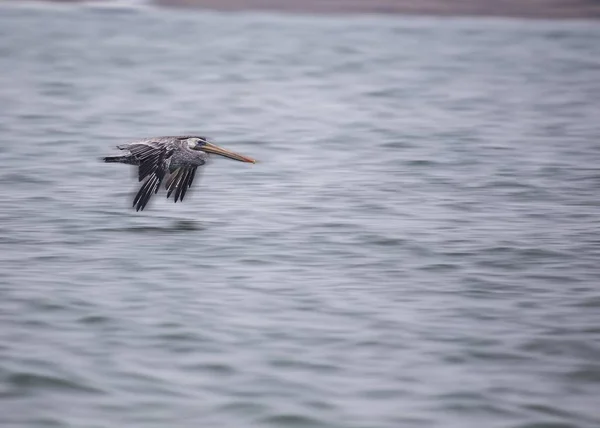 Американский Белый Пеликан Pelecanus Erythrorhynchos Замечен Сан Франциско Калифорния — стоковое фото