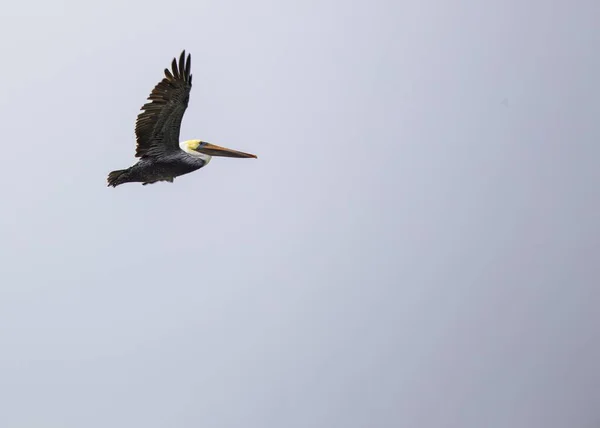 Американский Белый Пеликан Pelecanus Erythrorhynchos Замечен Сан Франциско Калифорния — стоковое фото