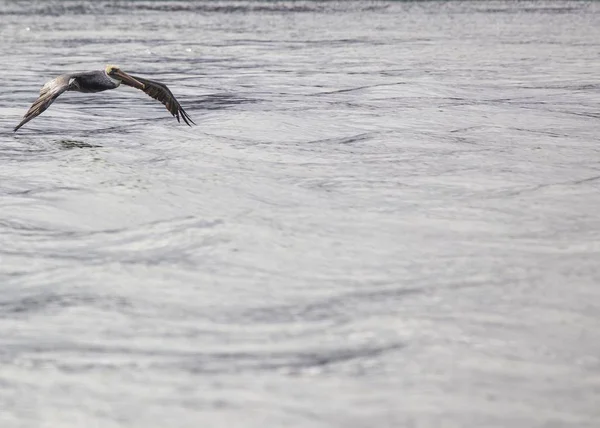 Amerikaanse Witte Pelikaan Pelecanus Erythrorhynchos Gespot San Francisco Californië — Stockfoto